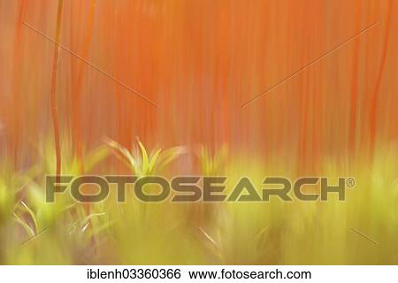 "Bank Haircap Moss (Polytrichum formosum), stems of spore capsules, Fehndorf, Emsland, Lower Saxony, Germany, Europe" View Large Photo Image Stock Photograph - "Bank Haircap Moss (Polytrichum formosum), stems of spore capsules, Fehndorf, Emsland, Lower Saxony, Germany, Europe". Fotosearch