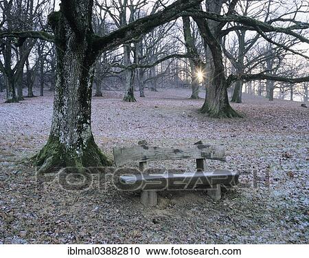 "Bank in an oak forest in winter, near Weilheim, Swabian Jura, Baden-Wurttemberg, Germany, Europe" View Large Photo Image Stock Image - "Bank in an oak forest in winter, near Weilheim, Swabian Jura, Baden-Wurttemberg, Germany, Europe". Fotosearch