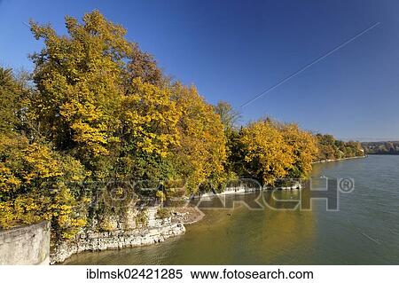 Bank of the Rhine river in autumn, Adelberg, trees, Rheinfelden - Baden, Baden-Wuerttemberg, Germany, Europe View Large Photo Image Stock Photography - Bank of the Rhine river in autumn, Adelberg, trees, Rheinfelden - Baden, Baden-Wuerttemberg, Germany, Europe. Fotosearch