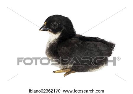 Stock Image - "Bantam or Chabo, chick, Schwaz, Tyrol, Austria, Europe". Fotosearch