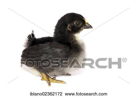 Stock Image - "Bantam or Chabo, chick, Schwaz, Tyrol, Austria, Europe". Fotosearch