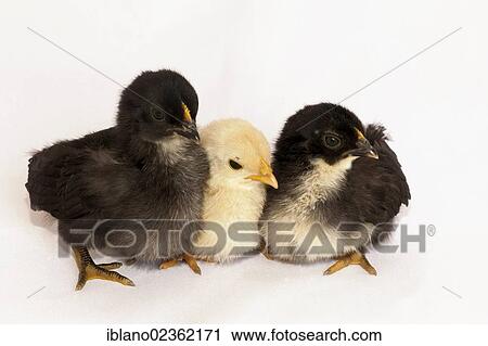 "Bantam or Chabo, chicks, Schwaz, Tyrol, Austria, Europe" View Large Photo Image Stock Image - "Bantam or Chabo, chicks, Schwaz, Tyrol, Austria, Europe". Fotosearch