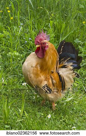 Stock Photograph - "Bantam or Chabo, cock, Schwaz, Tyrol, Austria, Europe". Fotosearch