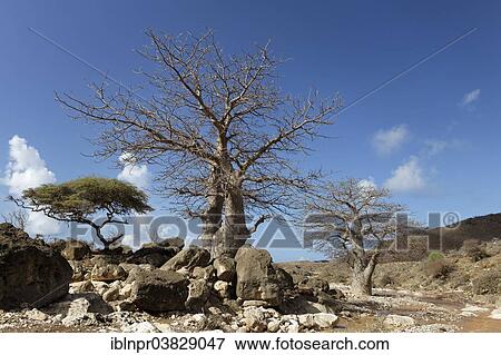 Stock Photo - "Baobab (Adansonia sp. ) in a small water-bearing wadi, Mirbat, Dhofar region, Sultanate of Oman, Arabian Peninsula". Fotosearch