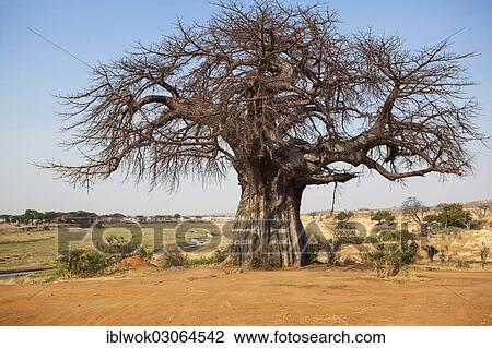 "Baobab tree (Adansonia digitata), savannah, Ruaha Nationalpark, Ostafrika, Tanzania, Africa" View Large Photo Image Stock Image - "Baobab tree (Adansonia digitata), savannah, Ruaha Nationalpark, Ostafrika, Tanzania, Africa". Fotosearch