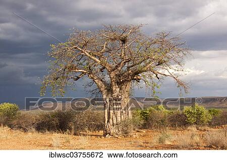 "Baobab Tree (Adansonia digitata), Kunene Region, Namibia, Africa" View Large Photo Image Stock Image - "Baobab Tree (Adansonia digitata), Kunene Region, Namibia, Africa". Fotosearch