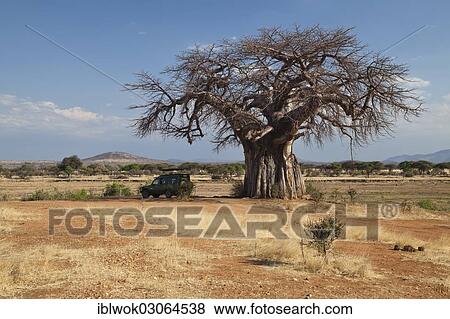 "Baobab tree (Adansonia digitata), safari vehicle, savannah, Ruaha Nationalpark, Ostafrika, Tanzania, Africa" View Large Photo Image Stock Photo - "Baobab tree (Adansonia digitata), safari vehicle, savannah, Ruaha Nationalpark, Ostafrika, Tanzania, Africa". Fotosearch