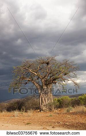 "Baobab Tree (Adansonia digitata), Kunene Region, Namibia, Africa" View Large Photo Image Stock Photograph - "Baobab Tree (Adansonia digitata), Kunene Region, Namibia, Africa". Fotosearch