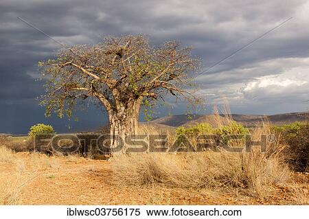 "Baobab Tree (Adansonia digitata), Kaokoland, Kunene, Namibia, Africa" View Large Photo Image Stock Photography - "Baobab Tree (Adansonia digitata), Kaokoland, Kunene, Namibia, Africa". Fotosearch