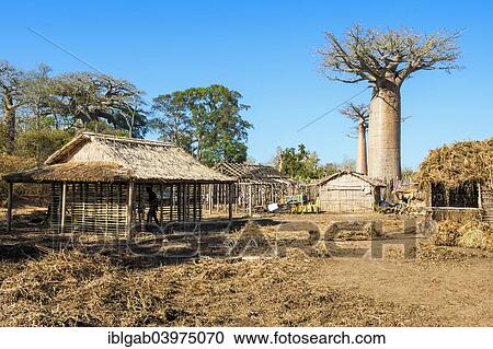 "Baobab tree (Adansonia grandidieri) and traditional thatched houses, Toliara province, Madagascar, Africa" View Large Photo Image Stock Image - "Baobab tree (Adansonia grandidieri) and traditional thatched houses, Toliara province, Madagascar, Africa". Fotosearch