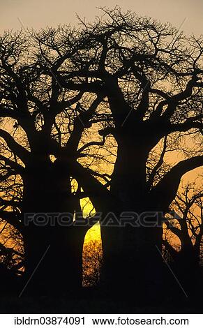 "Baobab trees (Adansonia digitata), Nxai Pan National Park, Ngamiland, Botswana, Africa" View Large Photo Image Stock Image - "Baobab trees (Adansonia digitata), Nxai Pan National Park, Ngamiland, Botswana, Africa". Fotosearch