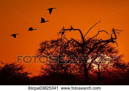 Stock Image - "Bar-headed geese (Anser indicus) in flight at sunset, Keoladeo National Park, Rajasthan, India, Asia". Fotosearch