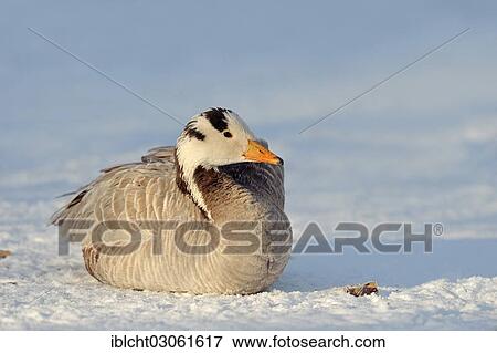 "Bar-headed Goose (Anser indicus) in the snow, introduced species in Germany, North Rhine-Westphalia, Germany, Europe" View Large Photo Image Stock Photo - "Bar-headed Goose (Anser indicus) in the snow, introduced species in Germany, North Rhine-Westphalia, Germany, Europe". Fotosearch