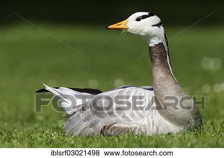 "Bar-headed Goose (Anser indicus) lying on a meadow, Mannheim, Mannheim, Baden-Wurttemberg, Germany, Europe" View Large Photo Image Stock Photo - "Bar-headed Goose (Anser indicus) lying on a meadow, Mannheim, Mannheim, Baden-Wurttemberg, Germany, Europe". Fotosearch