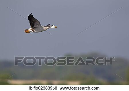 "Bar-headed Goose (Anser indicus), adult, in flight, escapee from collection, Minsmere RSPB Reserve, Suffolk, England, United Kingdom, Europe" View Large Photo Image Stock Photo - "Bar-headed Goose (Anser indicus), adult, in flight, escapee from collection, Minsmere RSPB Reserve, Suffolk, England, United Kingdom, Europe". Fotosearch
