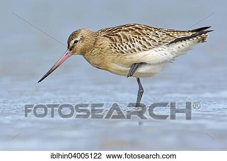 "Bar-tailed Godwit (Limosa lapponica), basic plumage, resting, Wadden Sea, Mecklenburg-Vorpommern, Germany, Europe" View Large Photo Image Stock Image - "Bar-tailed Godwit (Limosa lapponica), basic plumage, resting, Wadden Sea, Mecklenburg-Vorpommern, Germany, Europe". Fotosearch