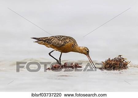 "Bar-tailed Godwit (Limosa lapponica), Fehmarn Island, Schleswig-Holstein, Germany, Europe" View Large Photo Image Stock Image - "Bar-tailed Godwit (Limosa lapponica), Fehmarn Island, Schleswig-Holstein, Germany, Europe". Fotosearch