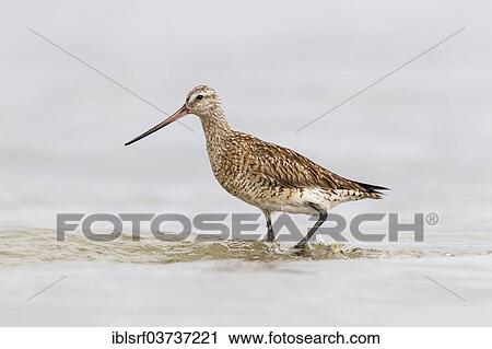 "Bar-tailed Godwit (Limosa lapponica), Fehmarn Island, Schleswig-Holstein, Germany, Europe" View Large Photo Image Stock Image - "Bar-tailed Godwit (Limosa lapponica), Fehmarn Island, Schleswig-Holstein, Germany, Europe". Fotosearch