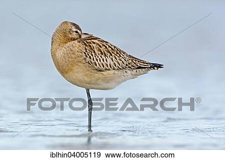 "Bar-tailed Godwit (Limosa lapponica), basic plumage, resting, Wadden Sea, Mecklenburg-Vorpommern, Germany, Europe" View Large Photo Image Stock Photo - "Bar-tailed Godwit (Limosa lapponica), basic plumage, resting, Wadden Sea, Mecklenburg-Vorpommern, Germany, Europe". Fotosearch