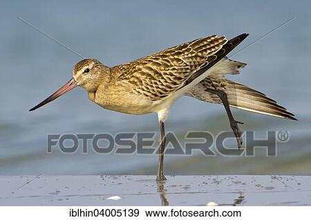 "Bar-tailed Godwit (Limosa lapponica), basic plumage, preening, Wadden Sea, Mecklenburg-Vorpommern, Germany, Europe" View Large Photo Image Stock Photo - "Bar-tailed Godwit (Limosa lapponica), basic plumage, preening, Wadden Sea, Mecklenburg-Vorpommern, Germany, Europe". Fotosearch