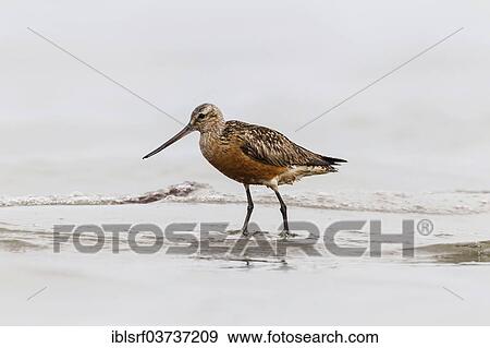 "Bar-tailed Godwit (Limosa lapponica), Fehmarn Island, Schleswig-Holstein, Germany, Europe" View Large Photo Image Stock Photo - "Bar-tailed Godwit (Limosa lapponica), Fehmarn Island, Schleswig-Holstein, Germany, Europe". Fotosearch