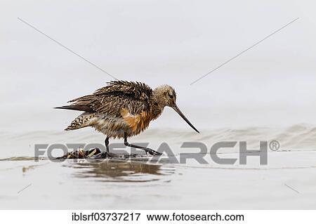 "Bar-tailed Godwit (Limosa lapponica), Fehmarn Island, Schleswig-Holstein, Germany, Europe" View Large Photo Image Stock Photo - "Bar-tailed Godwit (Limosa lapponica), Fehmarn Island, Schleswig-Holstein, Germany, Europe". Fotosearch