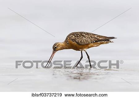 "Bar-tailed Godwit (Limosa lapponica), Fehmarn Island, Schleswig-Holstein, Germany, Europe" View Large Photo Image Stock Photo - "Bar-tailed Godwit (Limosa lapponica), Fehmarn Island, Schleswig-Holstein, Germany, Europe". Fotosearch