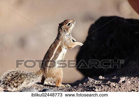 "Barbary Ground Squirrel (Atlantoxerus getulus), Fuerteventura, Canary Islands, Spain, Europe" View Large Photo Image Stock Image - "Barbary Ground Squirrel (Atlantoxerus getulus), Fuerteventura, Canary Islands, Spain, Europe". Fotosearch
