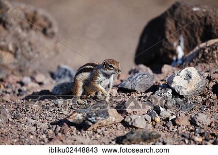 "Barbary ground squirrel (Atlantoxerus getulus), Fuerteventura, Canary Islands, Spain, Europe" View Large Photo Image Stock Image - "Barbary ground squirrel (Atlantoxerus getulus), Fuerteventura, Canary Islands, Spain, Europe". Fotosearch