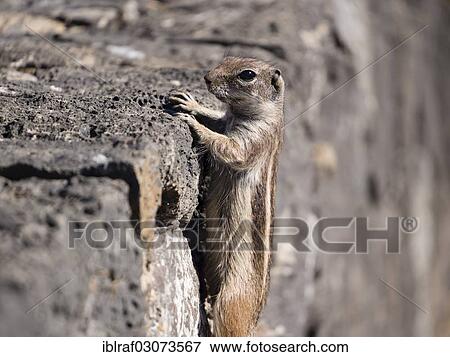 "Barbary ground squirrel (Atlantoxerus getulus), invasive species in Fuerteventura, Parque Rural de Betancuria, Fuerteventura, Canary Islands, Spain, Europe" View Large Photo Image Stock Photo - "Barbary ground squirrel (Atlantoxerus getulus), invasive species in Fuerteventura, Parque Rural de Betancuria, Fuerteventura, Canary Islands, Spain, Europe". Fotosearch
