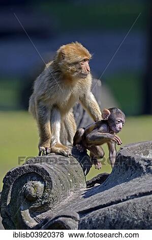 "Barbary Macaque, Barbary Ape or Magot (Macaca sylvanus) with young, captive, native to Morocco, Algeria and Gibraltar, Berlin, Germany, Europe" View Large Photo Image Stock Photo - "Barbary Macaque, Barbary Ape or Magot (Macaca sylvanus) with young, captive, native to Morocco, Algeria and Gibraltar, Berlin, Germany, Europe". Fotosearch