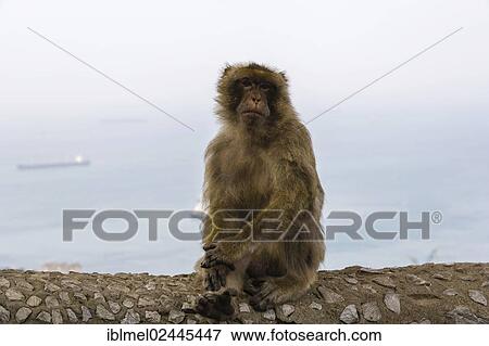 "Barbary macaque, Barbary ape or rock ape (Macaca sylvanus) against Gibraltar with its harbour and Bay of Gibraltar, Upper Rock Nature Reserve, Rock of Gibraltar, Gibraltar, Europe" View Large Photo Image Stock Photo - "Barbary macaque, Barbary ape or rock ape (Macaca sylvanus) against Gibraltar with its harbour and Bay of Gibraltar, Upper Rock Nature Reserve, Rock of Gibraltar, Gibraltar, Europe". Fotosearch