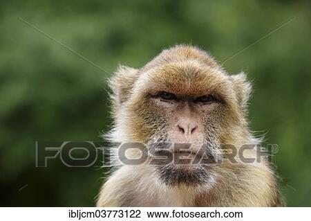 Stock Image - "Barbary Macaque (Macaca sylvanus) at Zoopark, Thuringia, Germany, Europe". Fotosearch