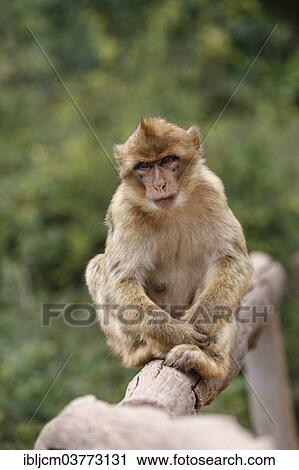 Stock Image - "Barbary Macaque (Macaca sylvanus) at Zoopark, Thuringia, Germany, Europe". Fotosearch