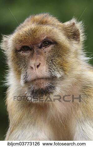 "Barbary Macaque (Macaca sylvanus) at Zoopark, Thuringia, Germany, Europe" View Large Photo Image Stock Photograph - "Barbary Macaque (Macaca sylvanus) at Zoopark, Thuringia, Germany, Europe". Fotosearch