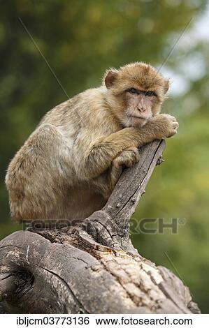 "Barbary Macaque (Macaca sylvanus) at Zoopark, Thuringia, Germany, Europe" View Large Photo Image Stock Photograph - "Barbary Macaque (Macaca sylvanus) at Zoopark, Thuringia, Germany, Europe". Fotosearch