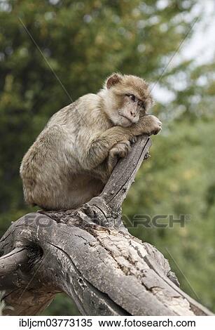 "Barbary Macaque (Macaca sylvanus) at Zoopark, Thuringia, Germany, Europe" View Large Photo Image Stock Photography - "Barbary Macaque (Macaca sylvanus) at Zoopark, Thuringia, Germany, Europe". Fotosearch