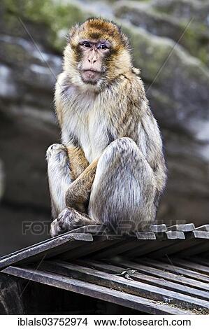 Picture - "Barbary Macaque (Macaca sylvanus) in Tiergarten Schoenbrunn zoo, Vienna, Vienna State, Austria, Europe". Fotosearch