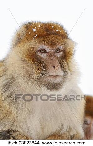 "Barbary macaque (Macaca sylvanus) in winter, native to Morocco, Algeria, and Gibraltar, captive, Germany, Europe" View Large Photo Image Picture - "Barbary macaque (Macaca sylvanus) in winter, native to Morocco, Algeria, and Gibraltar, captive, Germany, Europe". Fotosearch
