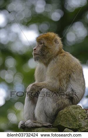 "Barbary Macaque (Macaca sylvanus), in NaturZoo Rheine animal park, Munsterland, Nordrhein-Westfalen, Germany, Europe" View Large Photo Image Picture - "Barbary Macaque (Macaca sylvanus), in NaturZoo Rheine animal park, Munsterland, Nordrhein-Westfalen, Germany, Europe". Fotosearch