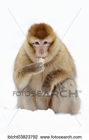 "Barbary macaque (Macaca sylvanus) in the snow, native to Morocco, Algeria, and Gibraltar, captive, Germany, Europe" View Large Photo Image Stock Image - "Barbary macaque (Macaca sylvanus) in the snow, native to Morocco, Algeria, and Gibraltar, captive, Germany, Europe". Fotosearch