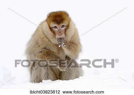 "Barbary macaque (Macaca sylvanus) in the snow, native to Morocco, Algeria, and Gibraltar, captive, Germany, Europe" View Large Photo Image Stock Image - "Barbary macaque (Macaca sylvanus) in the snow, native to Morocco, Algeria, and Gibraltar, captive, Germany, Europe". Fotosearch