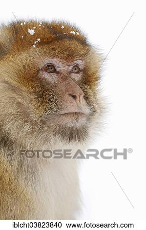 "Barbary macaque (Macaca sylvanus) in winter, native to Morocco, Algeria, and Gibraltar, captive, Germany, Europe" View Large Photo Image Stock Image - "Barbary macaque (Macaca sylvanus) in winter, native to Morocco, Algeria, and Gibraltar, captive, Germany, Europe". Fotosearch