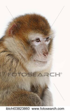 "Barbary macaque (Macaca sylvanus) in winter, native to Morocco, Algeria, and Gibraltar, captive, Germany, Europe" View Large Photo Image Stock Image - "Barbary macaque (Macaca sylvanus) in winter, native to Morocco, Algeria, and Gibraltar, captive, Germany, Europe". Fotosearch