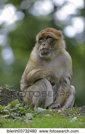 "Barbary Macaque (Macaca sylvanus), in NaturZoo Rheine animal park, Munsterland, Nordrhein-Westfalen, Germany, Europe" View Large Photo Image Stock Image - "Barbary Macaque (Macaca sylvanus), in NaturZoo Rheine animal park, Munsterland, Nordrhein-Westfalen, Germany, Europe". Fotosearch