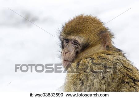 "Barbary Macaque (Macaca sylvanus) in the snow, Daun Wildlife Park, Vulkaneifel region, Rhineland-Palatinate, Germany, Europe" View Large Photo Image Stock Image - "Barbary Macaque (Macaca sylvanus) in the snow, Daun Wildlife Park, Vulkaneifel region, Rhineland-Palatinate, Germany, Europe". Fotosearch