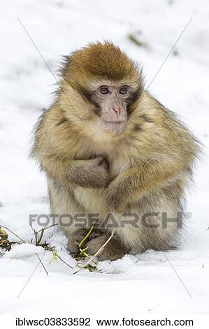 "Barbary Macaque (Macaca sylvanus) in the snow, Daun Wildlife Park, Vulkaneifel region, Rhineland-Palatinate, Germany, Europe" View Large Photo Image Stock Image - "Barbary Macaque (Macaca sylvanus) in the snow, Daun Wildlife Park, Vulkaneifel region, Rhineland-Palatinate, Germany, Europe". Fotosearch