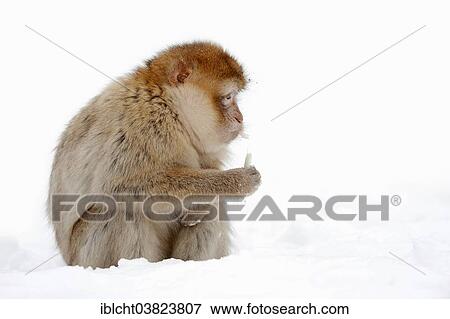 "Barbary macaque (Macaca sylvanus) in the snow, native to Morocco, Algeria, and Gibraltar, captive, Germany, Europe" View Large Photo Image Stock Photo - "Barbary macaque (Macaca sylvanus) in the snow, native to Morocco, Algeria, and Gibraltar, captive, Germany, Europe". Fotosearch
