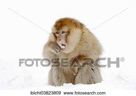 "Barbary macaque (Macaca sylvanus) in the snow, native to Morocco, Algeria, and Gibraltar, captive, Germany, Europe" View Large Photo Image Stock Photo - "Barbary macaque (Macaca sylvanus) in the snow, native to Morocco, Algeria, and Gibraltar, captive, Germany, Europe". Fotosearch