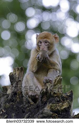 Stock Photo - "Barbary Macaque (Macaca sylvanus), in NaturZoo Rheine animal park, Munsterland, Nordrhein-Westfalen, Germany, Europe". Fotosearch